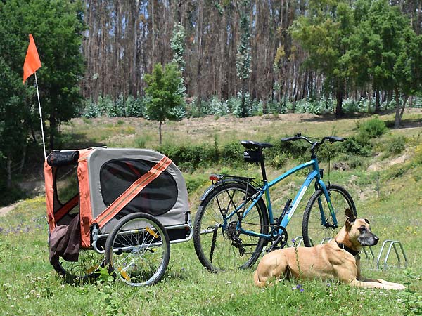 Standard bike with dog trailor
